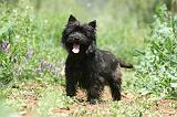CAIRN TERRIER 582